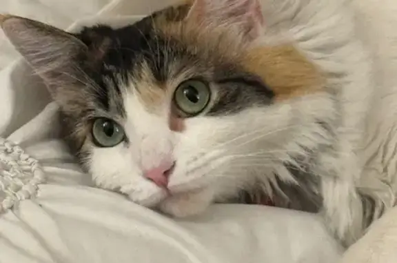 Injured Cat Missing: West Camino Del Rio