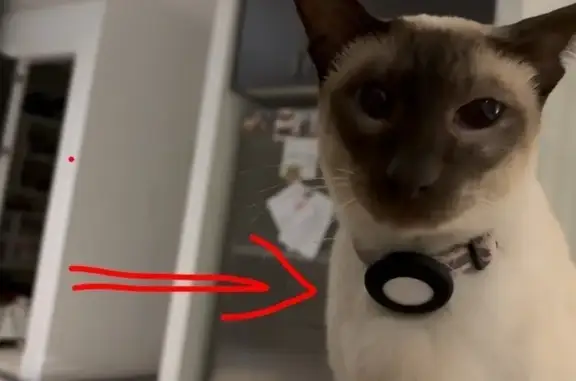 Lost Siamese Cat: Pink Collar, AirTag