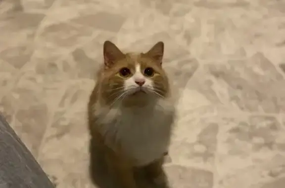 Lost Orange & White Cat - $200 Reward!