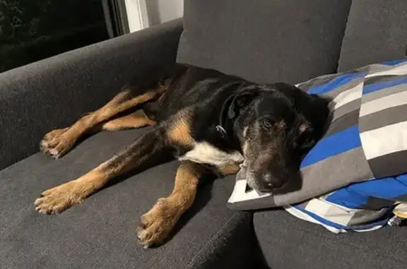 Friendly Older Dog Found on My...