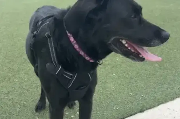 Lost Black Lab Mix in Short Pump
