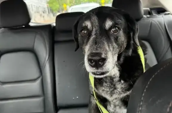 Found: Sweet Older Black Lab in Denver