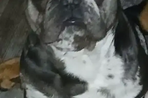 Lost Dog: Chocolate & White on Brooks Ave
