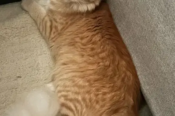 Lost Orange Cat: Fluffy Tail, Doral