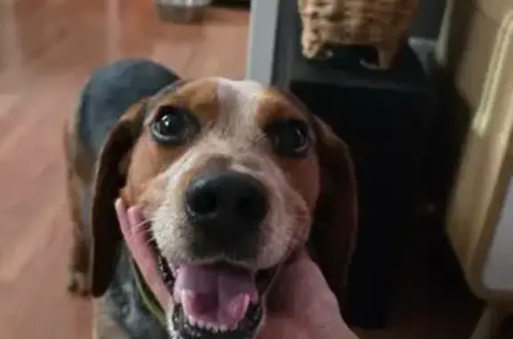 Found Tricolor Beagle Mix on Shore Pkwy