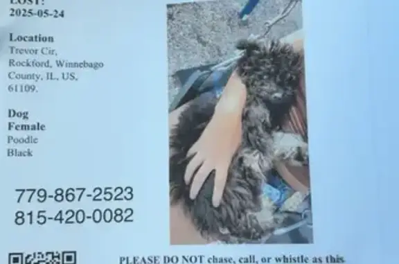 Lost Black Dog Near Governor's Drive