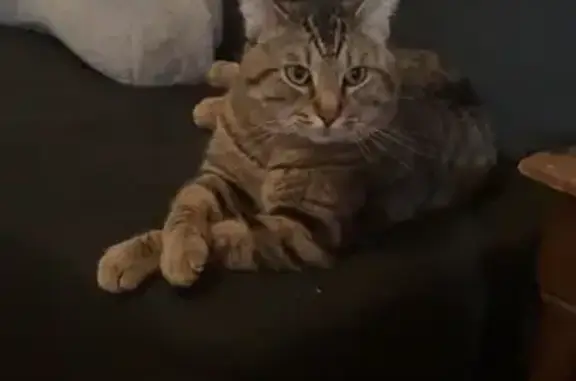 Lost Tabby Cat Pablo: Shy, Brown & Striped