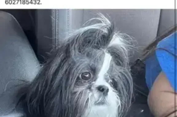 Lost Shih Tzu: Grey & White, Buckeye