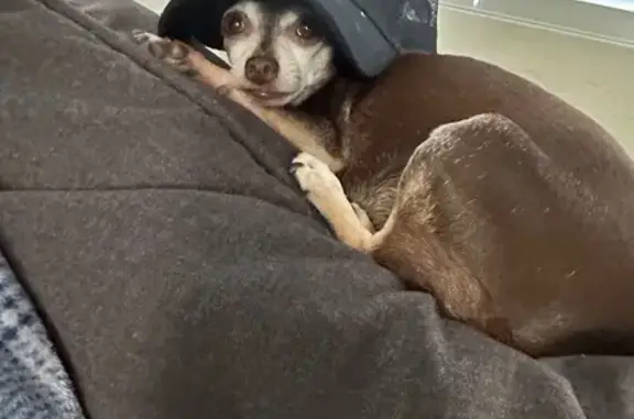 Lost Dog: Bubbles in Ely, NV - Help!