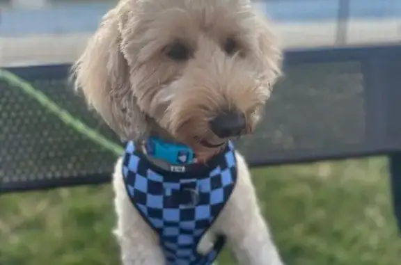 Lost Mini Golden Doodle in Wichita!