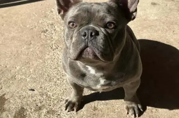Lost Brindle French Bulldog in Phoenix