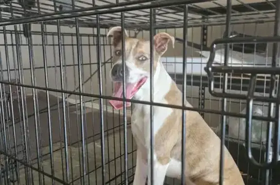Found: Energetic Pit Bull Mix in Centerton