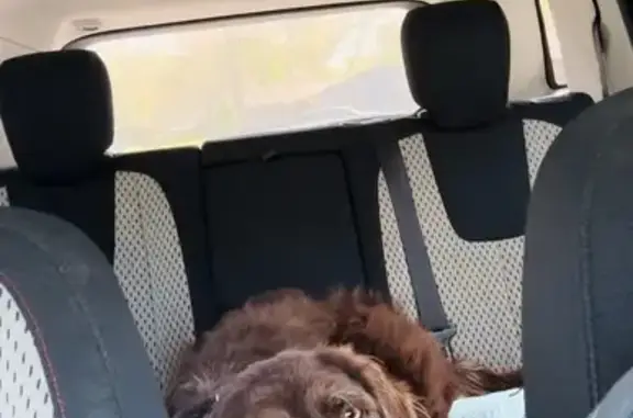 Lost Brown Dog with Pink Eye - Help!