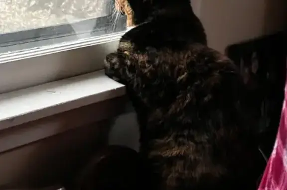 Lost Tortie Cat: Unique Split Face