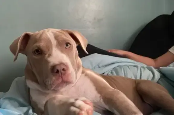 Lost: Precious, Chunky Pitbull in Flint