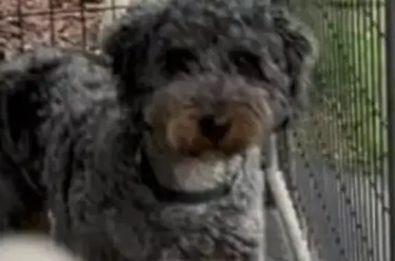 Lost Bernadoodle: Skittish but Sweet