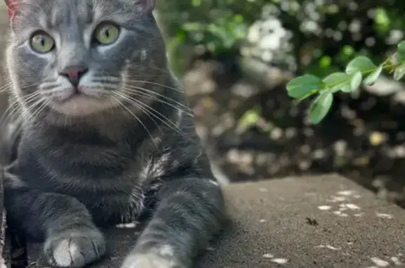 Missing Gray Cat 'Ink' in Bordentown