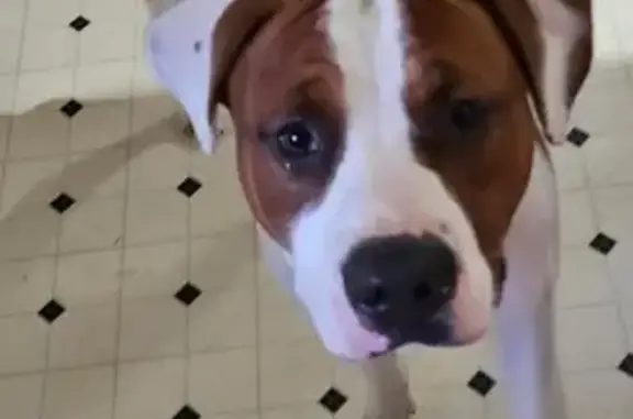 Lost Dog: Brown & White, Blue Collar