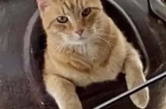 Lost Cat: Green Eyes, Blue Star Collar