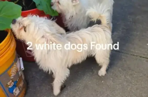Found: Two Friendly White Dogs on Atlantic