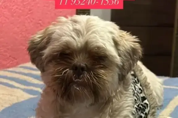 cachorro desaparecida