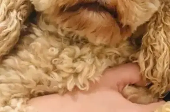Lost Cavoodle in Gables, NSW - Help Needed!