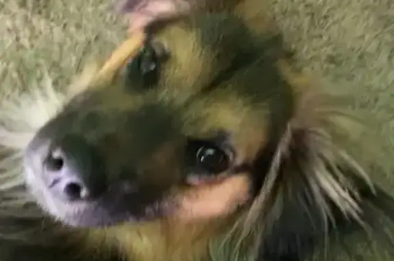 Lost Dog: Brown/Black, Crimped Ears