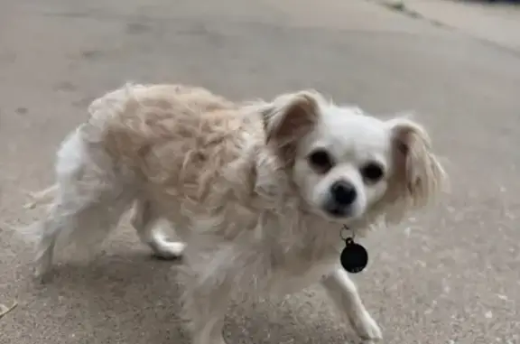 Lost Dog: White & Tan in Rockford 1427