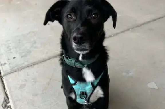Lost: Black Dog Missing in Arizona Woods