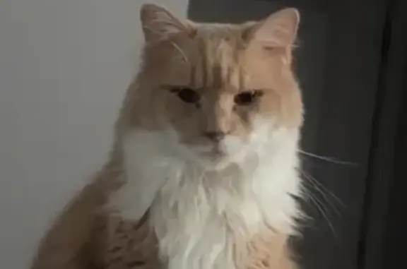 Lost Sandy Cat: White Paws & Belly