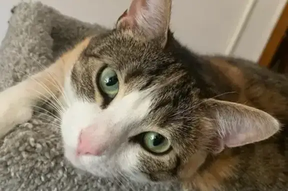 Lost Cat: Round White Face, Pink Nose