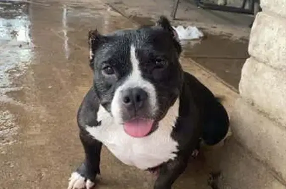 Lost Black & White Bully in Phoenix
