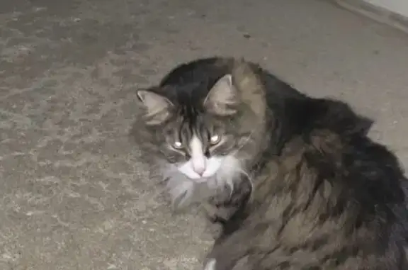 Friendly Long-Haired Cat Found on Porter Ave