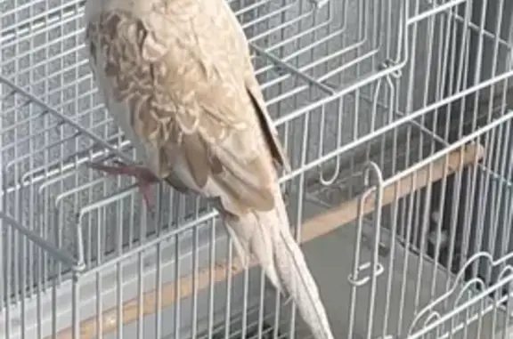 Lost Bird: White/Brown, Sings 'Cookie'