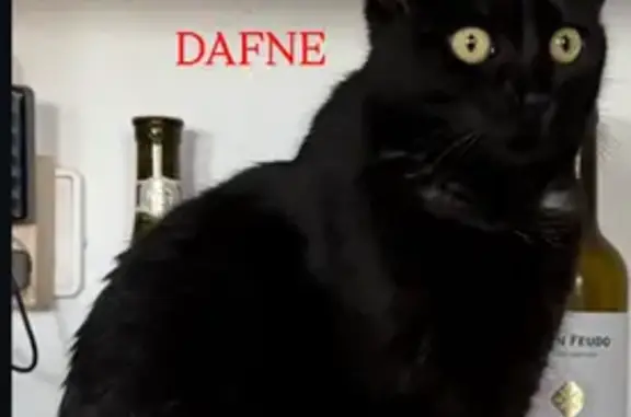 Se Busca: Gata Negra Perdida en Torrevieja