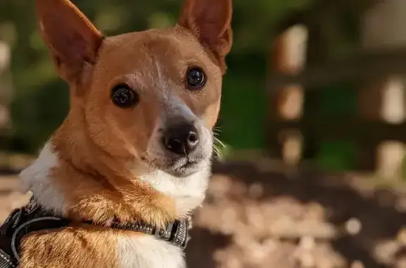 Lost Dog: Tan & White, Blue Collar