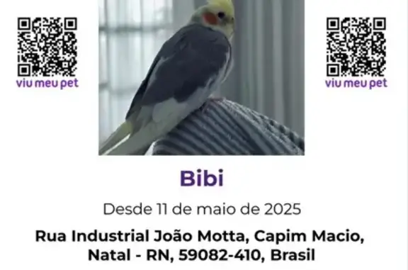 pássaro desaparecida