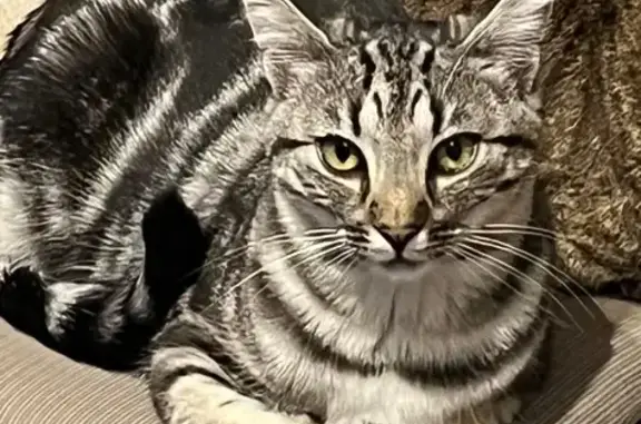 Chatte perdue à Aigrefeuille-d'Aunis - photo
