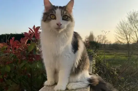 Chat perdu, jeune pucé, rue de la Planté - photo