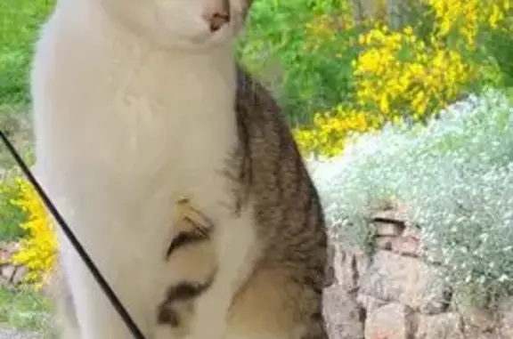Animaux trouvés Le Chambon-sur-Lignon, photo: Chat trouvé à Flachet, Le Chambon-sur-Lignon