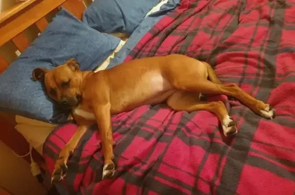 Lost Tan Dog: White Chest & Paws - Glenorchy