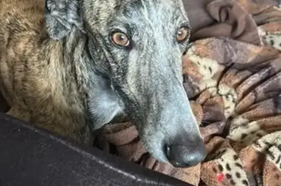 Perro Perdido: Galgo Marrón y Negro en Las Gabias