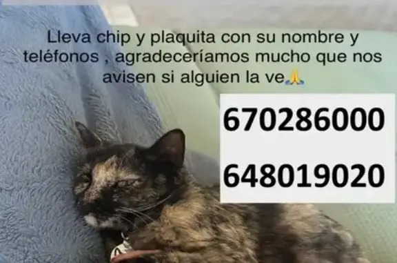 Se Busca: Gata Joven y Sociable en Marratxí