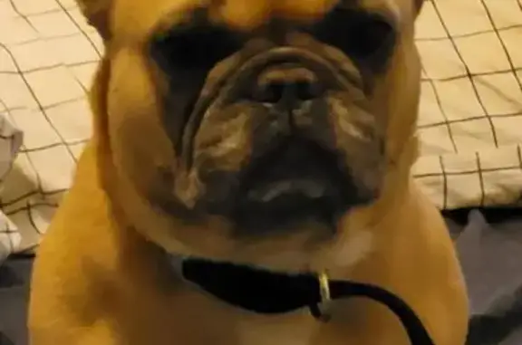 Lost Dog on Varidel Ave, Canterbury