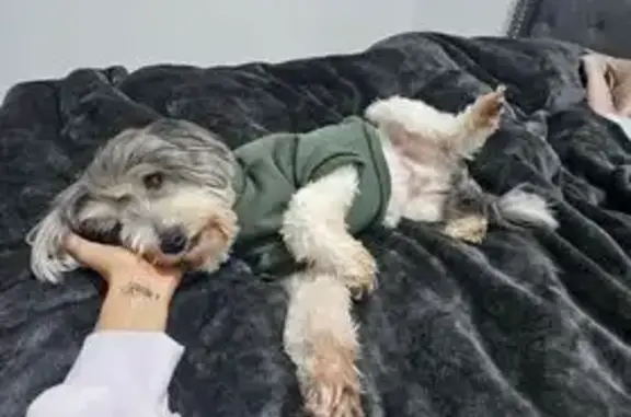Lost Dog: Grey/White Maltese Mix in Sydney