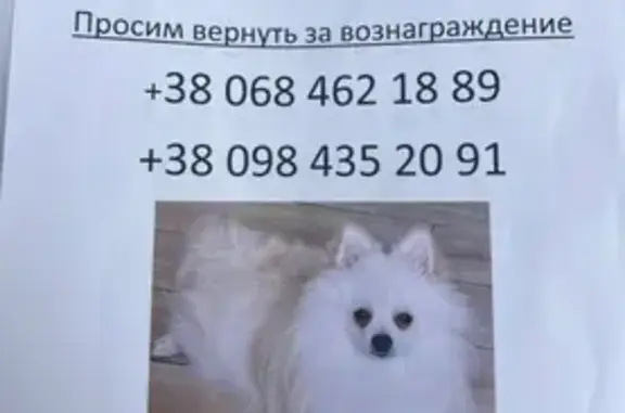 Зникла собака в районі Привоз, Одеса