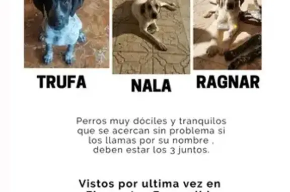 Trío de Perros Perdidos: Cariñosos y Mansos