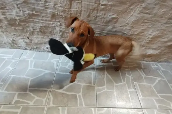 cachorro encontrada