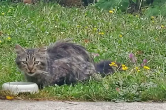 Chat tigré craintif trouvé à St-Hilaire - photo