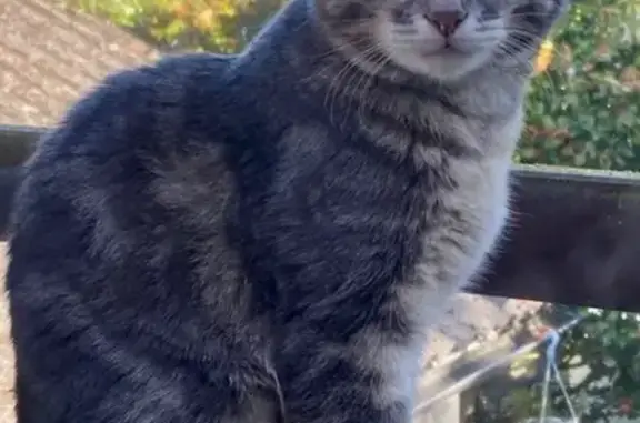 Animaux perdus Paris, photo: Jeune chatte grise perdue à Paris